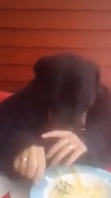 животные смотреть онлайн