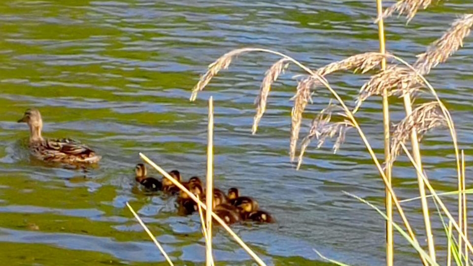 СП "Вязание это серьёзно 2. ВЭС -2" Кругосветка. Остановка 1. Родной город☺️ смотреть онлайн