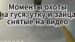 Моменты охоты на гуся, утку и зайца. Сняты на видео. Смотрите до конца судьба злодейка наказала