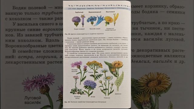 Биология 7 класс В.В. Пасечник §13. Класс Двудольные. Семейства Паслёновые, Мотыльковые(Бобовые) и