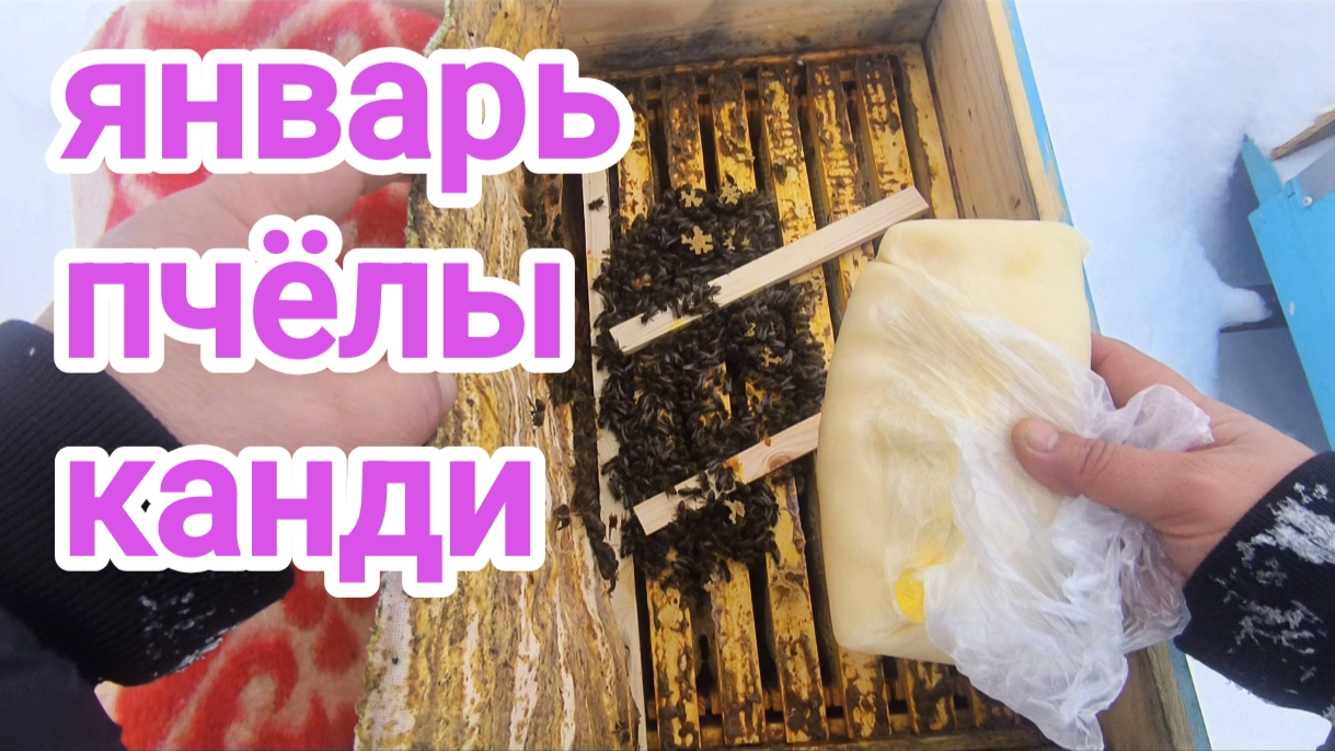 11 января на пасеке. Зимовка пчёл на улице продолжается. Пчеловодство! смотреть онлайн