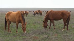 Репортаж из уникального заповедника в Ростовской области, где обитают донские мустанги.