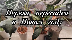Первые пересадки в Новом году | Спатифиллум, алоказии | Минеральный грунт, фитиль