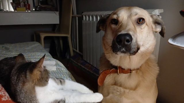 Троша и Софа