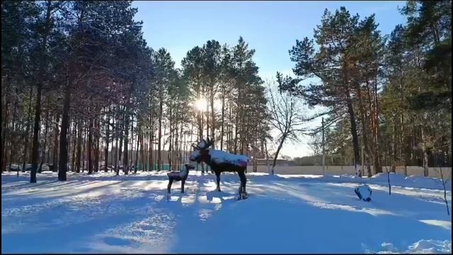 Лоси на белом снегу Беларуси. ( песню исполняют Р. Газманов и А. Шиловская)