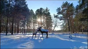 Лоси на белом снегу Беларуси. ( песню исполняют Р. Газманов и А. Шиловская)