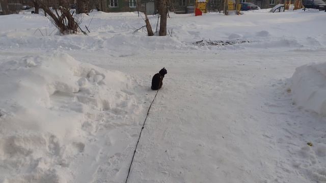 Тишка на улице. смотреть онлайн