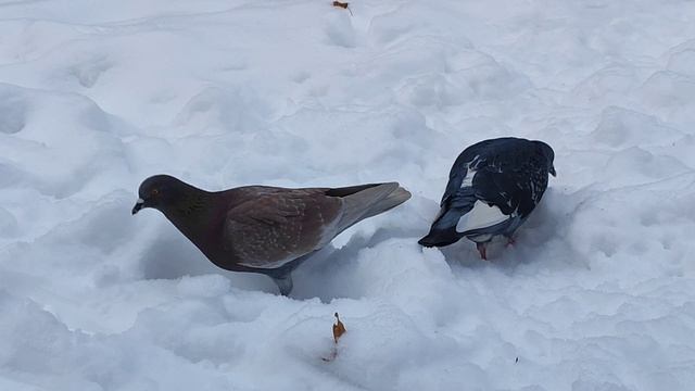 Голуби в парке. Пернатое трио. Голуби и снег. Жизнь птиц. Курлык-курлык. Января 2026 смотреть онлайн
