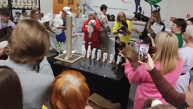 Выставка кошек. Награждение.