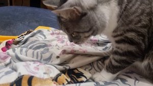 А вы боитесь лесных клопов?