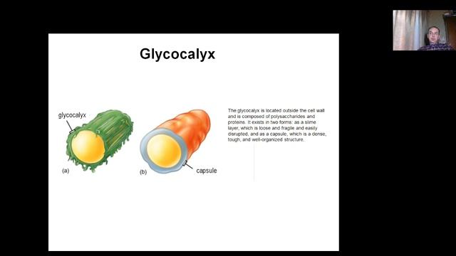 Molecular and Cell Biology L1.3 Prokaryotic cell