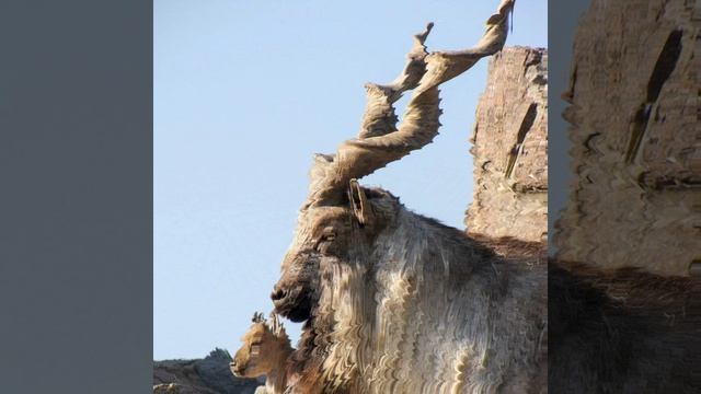 Винторогий козёл