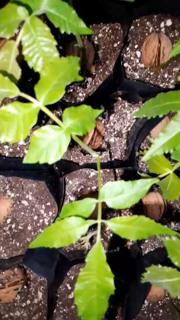 Проращивание грецкого ореха Идеал - третья часть - от Маленькие сады