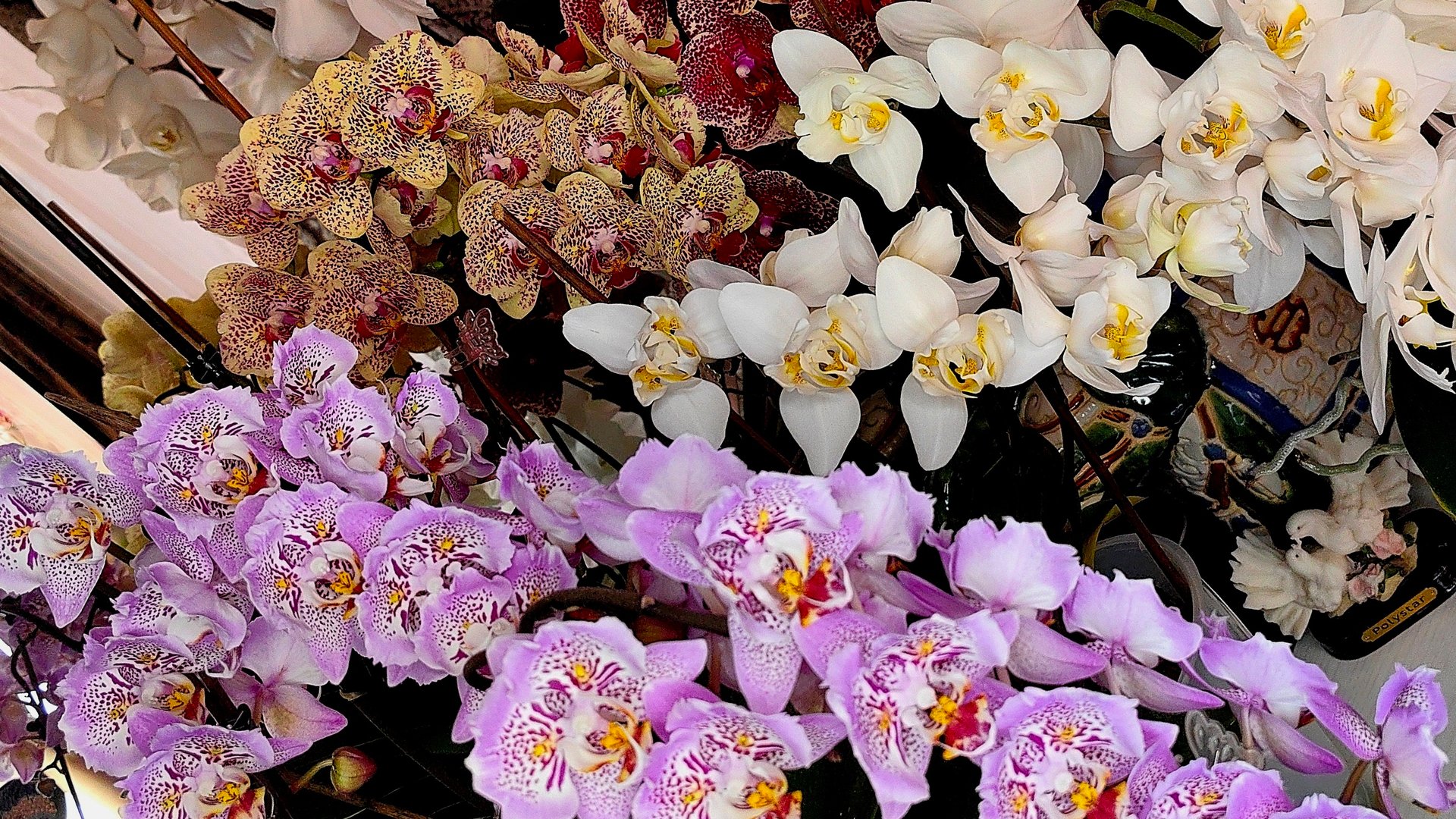 Добиваюсь шикарного цветения орхидеи смотреть онлайн