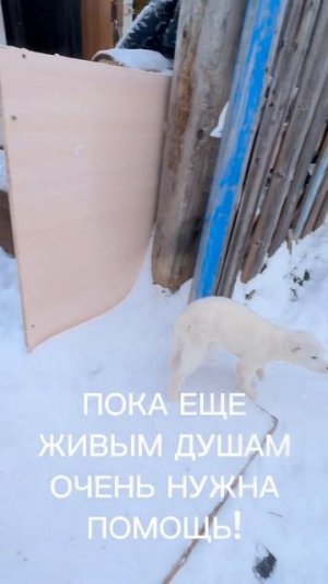 ПОКА ЕЩЕ ЖИВЫМ ДУШАМ ОЧЕНЬ НУЖНА ПОМОЩЬ!
