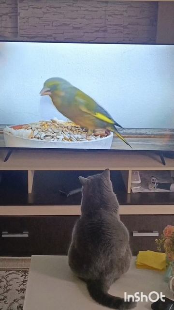 кино для котиков 🐱 🤗❤❤❤ смотреть онлайн