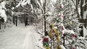 Встреча с новогодней ёлочкой в лесу