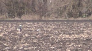 Охота на зайца с собаками сезон 2025-2026г (34 часть)