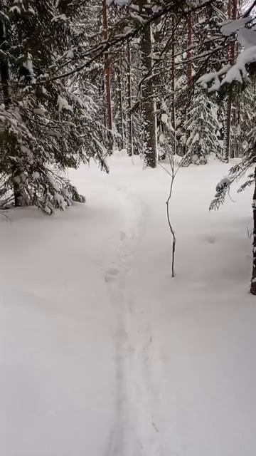 Зимний лесной дед