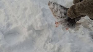 Рыбалка на окуня в глухозимье. Рыбалка с сыном.