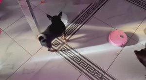 Быся сегодня категорически недоволен пылесосом.