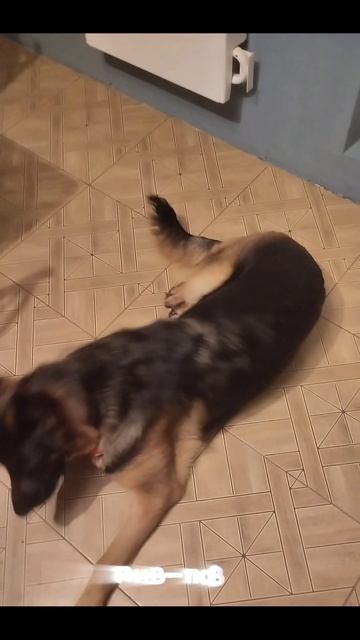 Какая у меня умная собака! смотреть онлайн