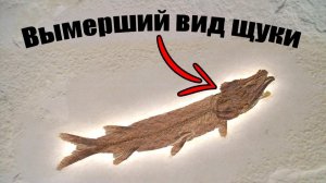 «УДИВИТЕЛЬНЫЕ ЩУКИ»: от вымершего вида, до самой «БОЛЬШОЙ» ЩУКИ на ПЛАНЕТЕ