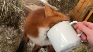 Лиса-Алиса. Лиса Игниса очень заинтересовало содержимое кружки