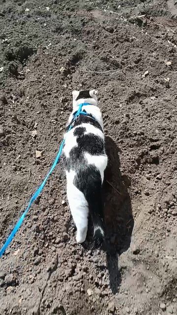 кошка Люся гуляет часть 2