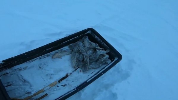 Рыбалка на Енисее и краш тесты.