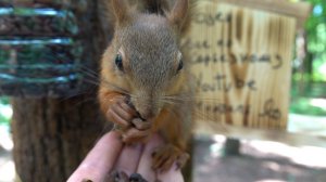 Бельчонок и птичка. Зарисовка. Июль 2023