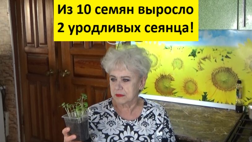 Долго я ждала когда взойдут мои семена с ОЗОНА! Чего я дождалась? Посмотрите! смотреть онлайн