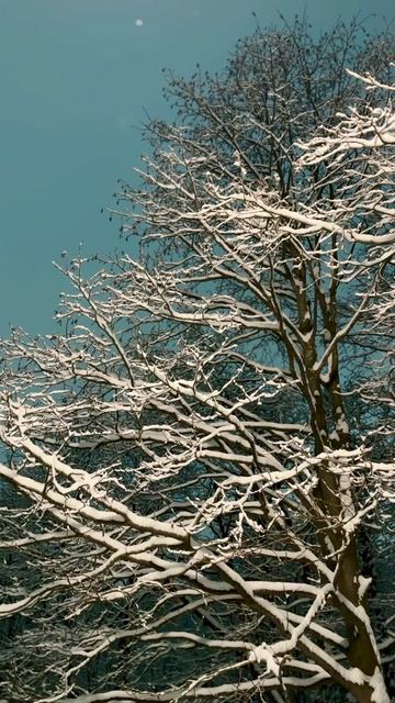 Парк "Дачная сторона", г.Петропавловск-Камчатский смотреть онлайн
