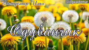 Песня. Одуванчик