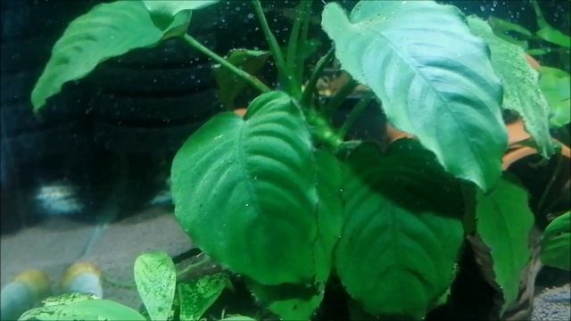 Купил керамические трубки для номерных сомов часть 2 смотреть онлайн