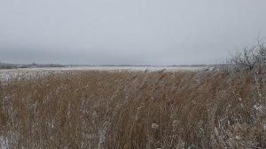 Ветер, камыши, зима