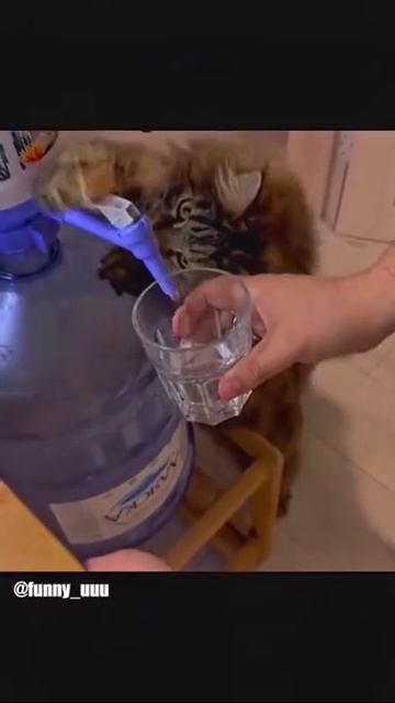 Реакция животных на еду: забавные моменты и неожиданные реакции! 🚀 смотреть онлайн