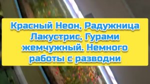 Красный Неон, Радужница Лакустрис, Гурами жемчужный. Немного работы с разводни