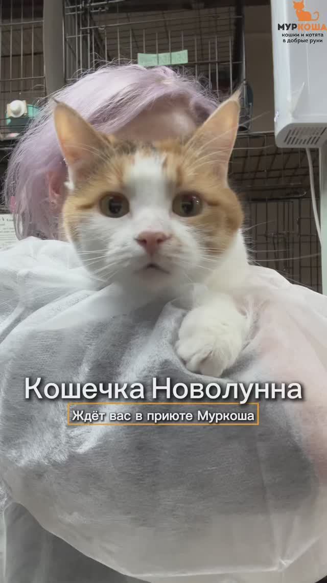 Новолунна ждёт вас в приюте #Муркоша смотреть онлайн