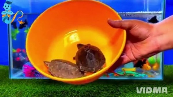 Рыбки в аквариуме