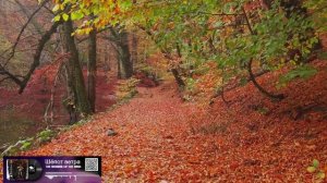 Шёпот ветра