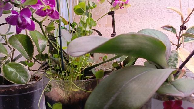 утренний обзор моих цветочков! что цветет 🤗родились детишки гуппи 🐠 🤗❤🌺🌿 смотреть онлайн