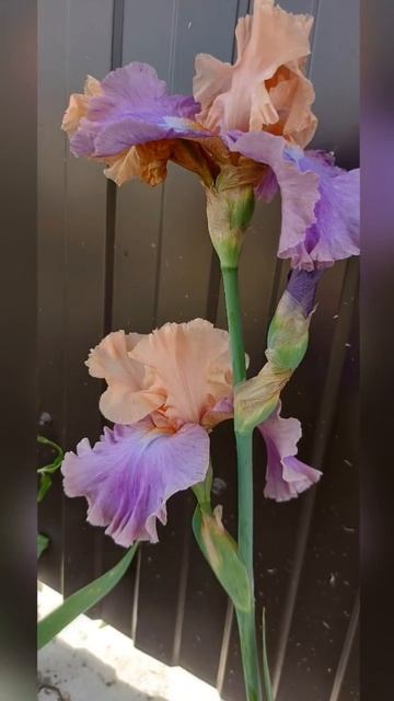 Наши Ирисы. Вспомним лето! смотреть онлайн