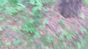 Лес. Большемуртинский район Красноярского края. 14.07.2017. Forest Siberia