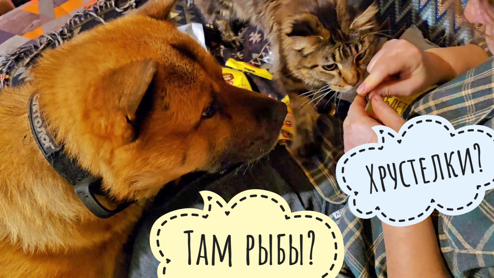 Пёс Кубик и кошка Морошка распаковывают подарочки от Кубиковой феи-крёстной Ирины. Нет, там не рыбы! смотреть онлайн