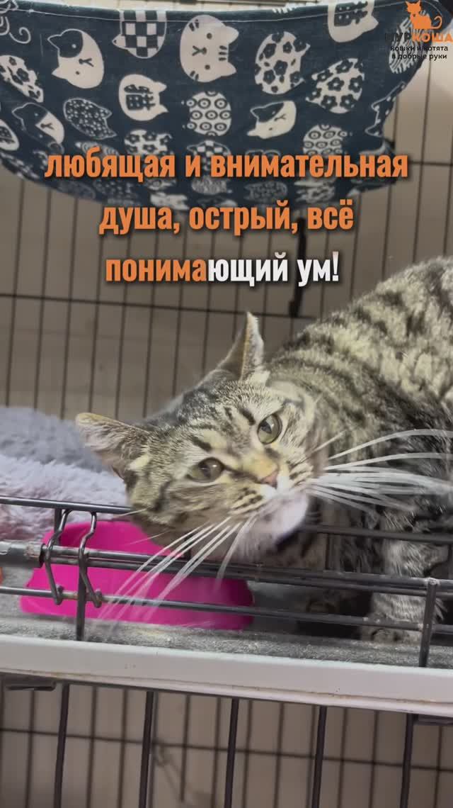 Шарлиза ждёт вас в приюте #Муркоша смотреть онлайн