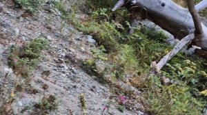 Из летних воспоминаний