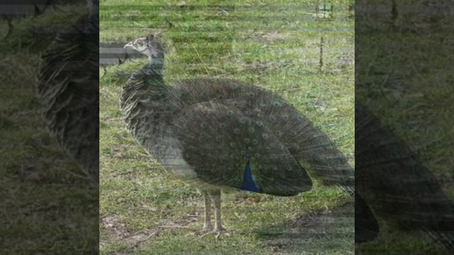 Зачем павлину такой огромный разнозветный хвост