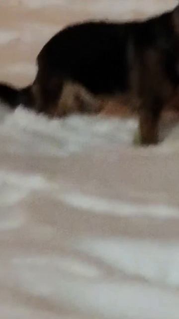 Немецкая овчарка гуляет смотреть онлайн