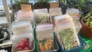 Лучшие сорта в моей коллекции! Обращайтесь за семенами пока не поздно!